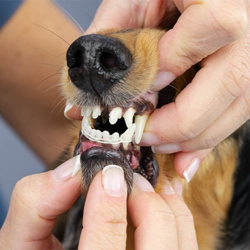 Elastique pour correction du positionnement des dents