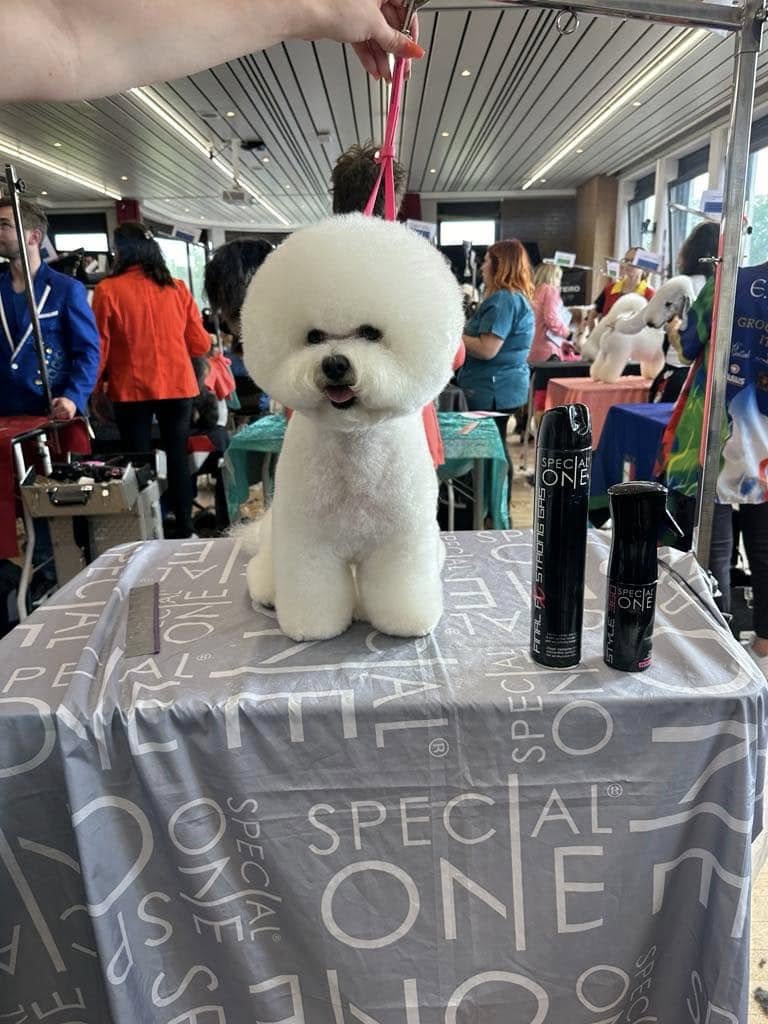 Grooming Art : Allison y a participé avec succès !