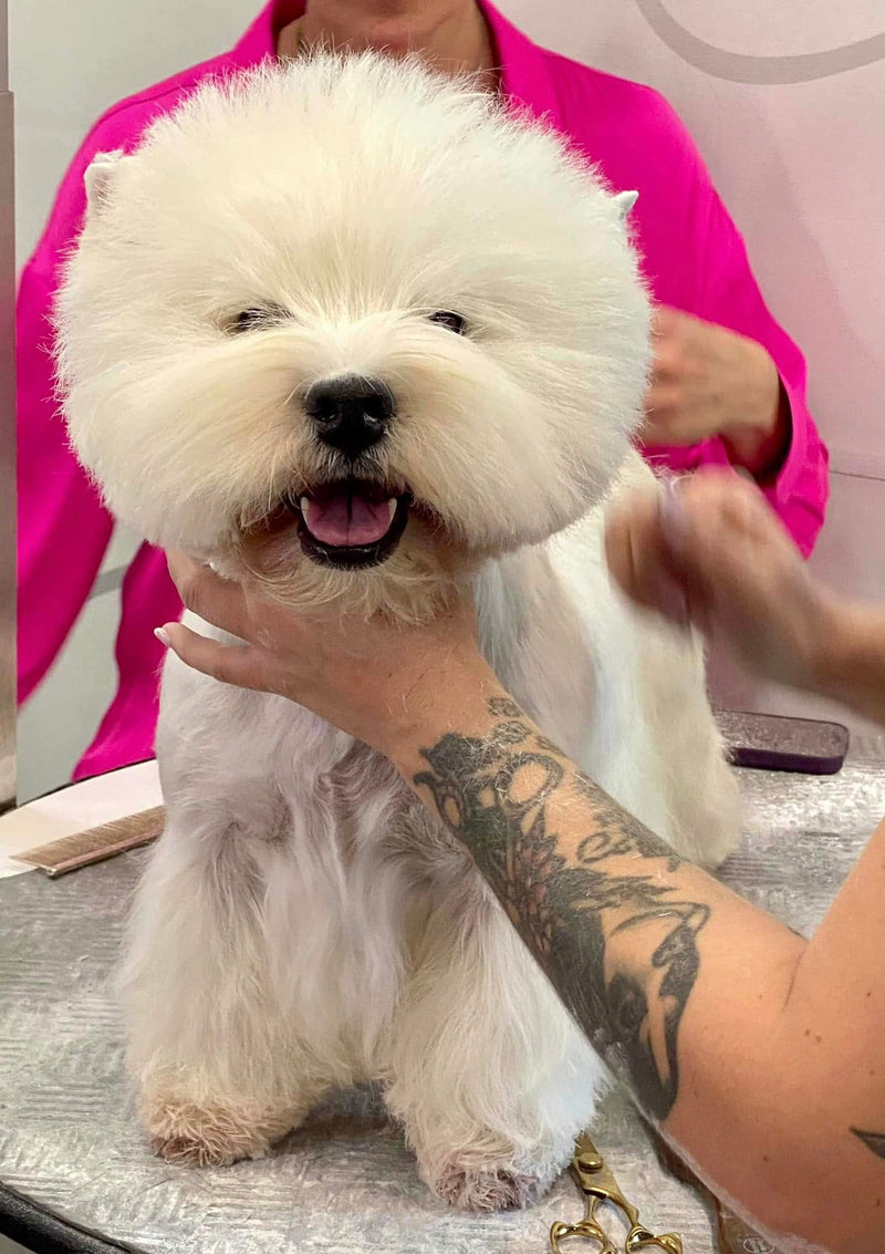 Toilettage West Highland White Terrier par Eve Raison & Aurore Guérin avec Special One