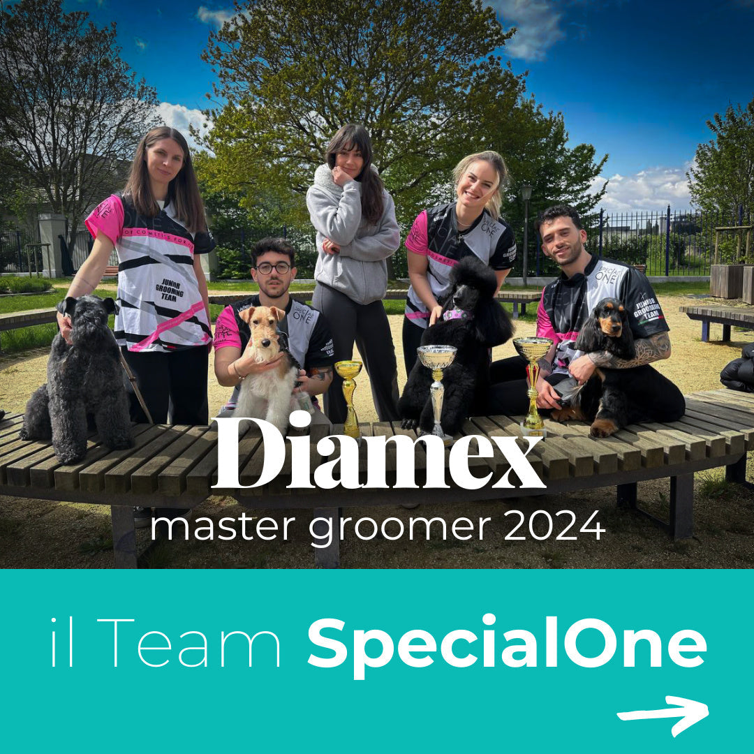 Special One en force lors de la Compétition Diamex Master Groomer 2024