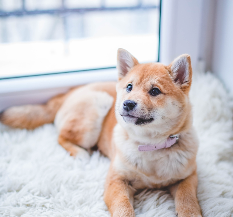 Comportement : Le stress chez le chien