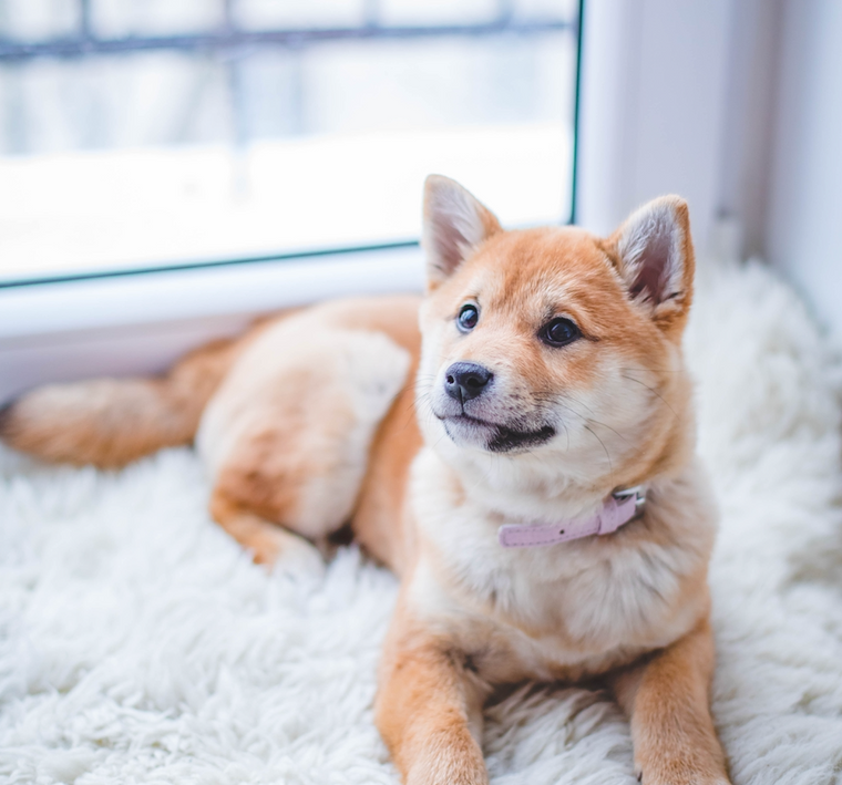 Comportement : Le stress chez le chien
