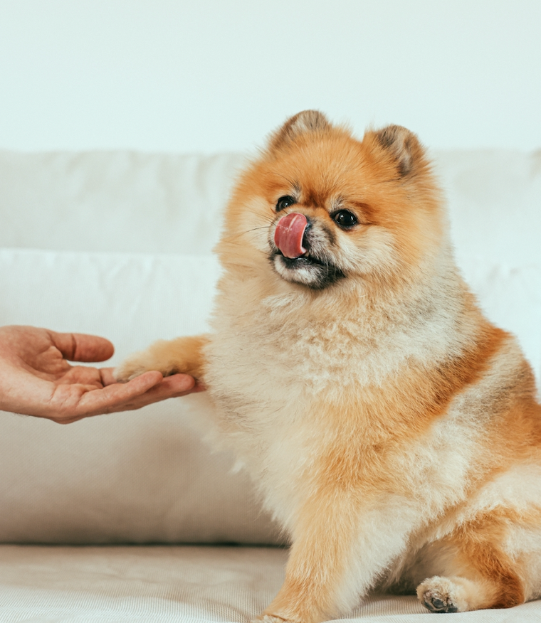Chiens : Spitz