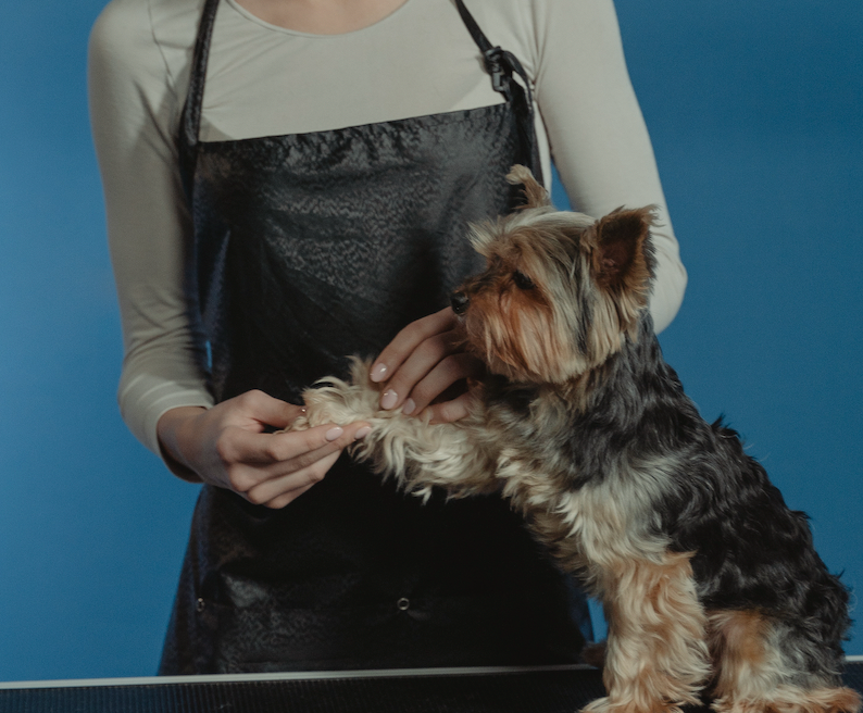toilettage 10 conseils pour un sechage sans danger