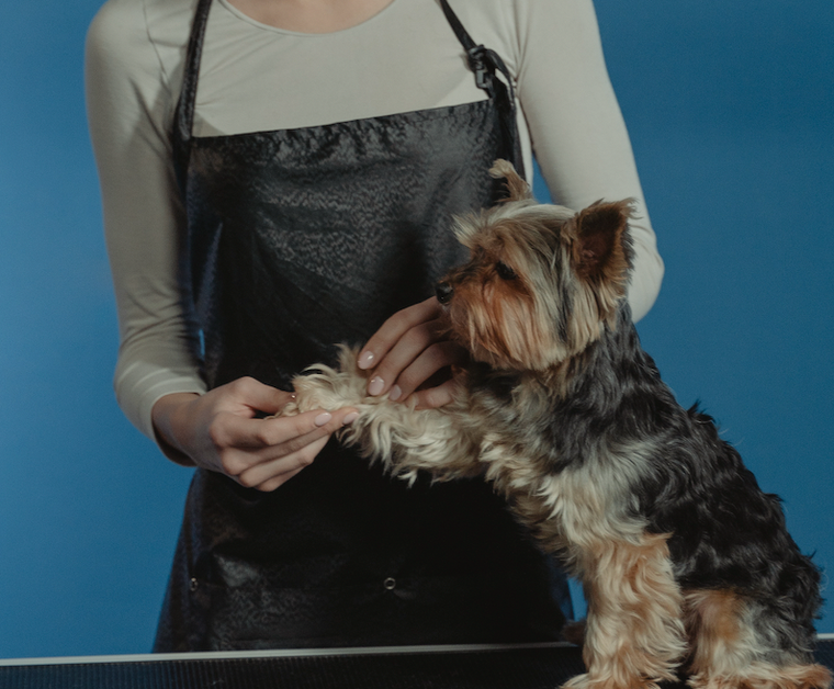 toilettage 10 conseils pour un sechage sans danger