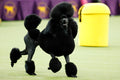 PROTOCOLE D'ENTRETIEN : CANICHE