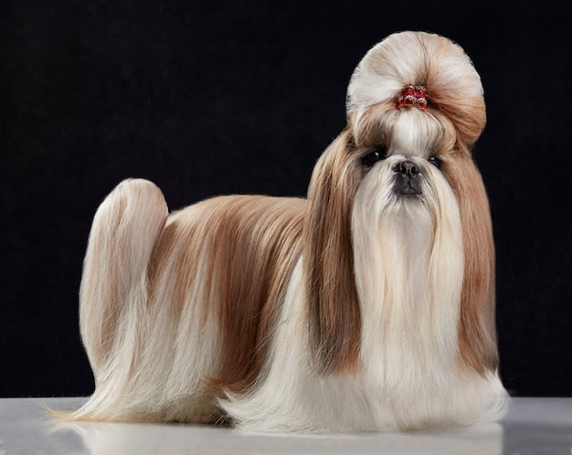 Chiens : Shih Tzu