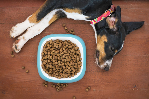 Alimentation : Nourrir son chien sur mesure