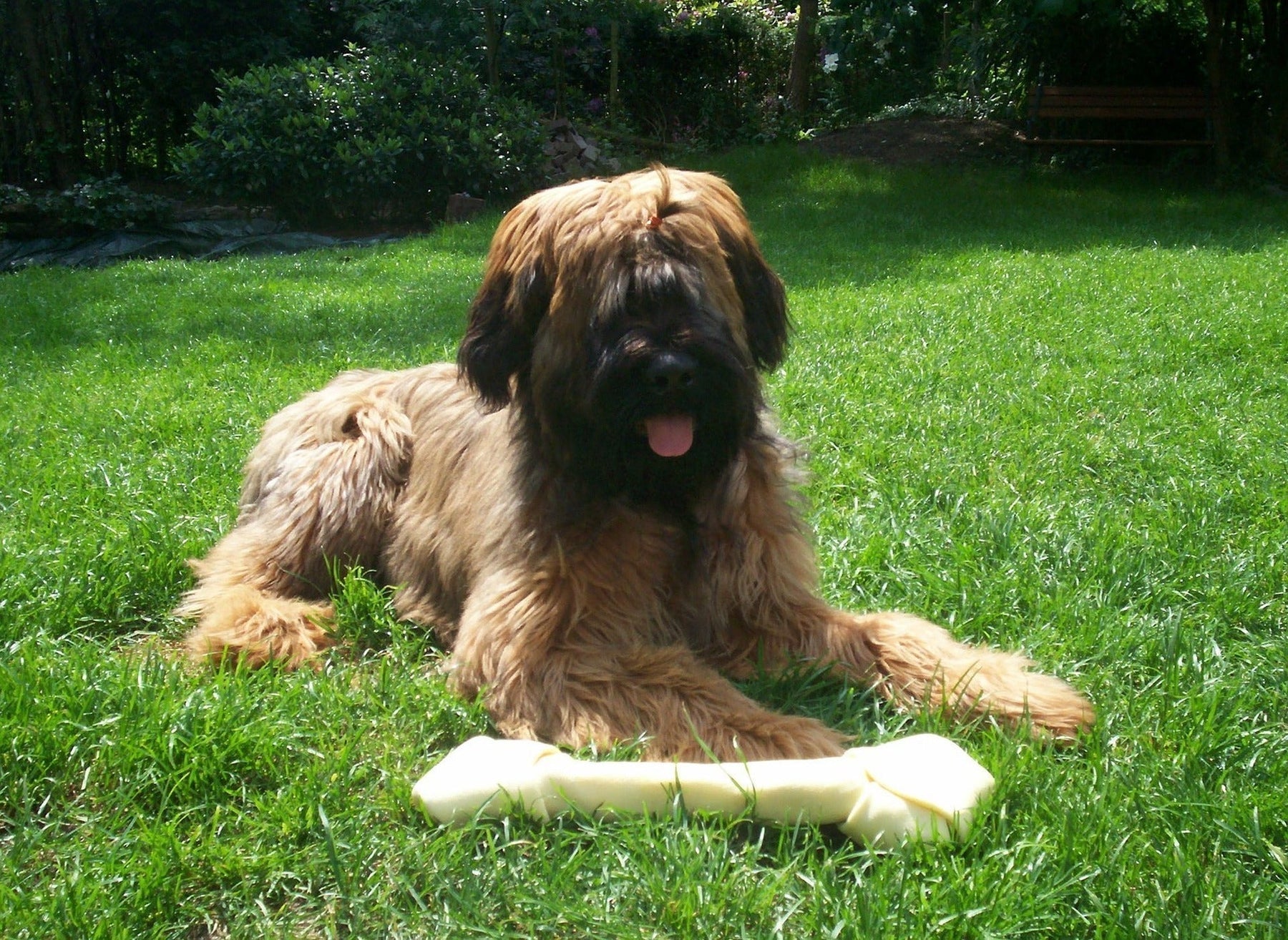 Chiens : Briard