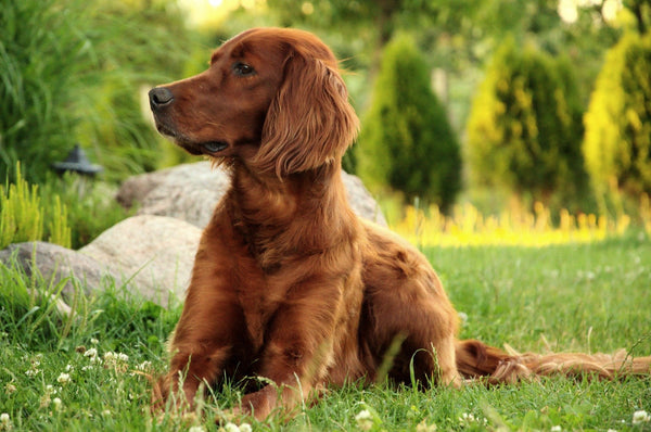 Chiens : Setter Irlandais