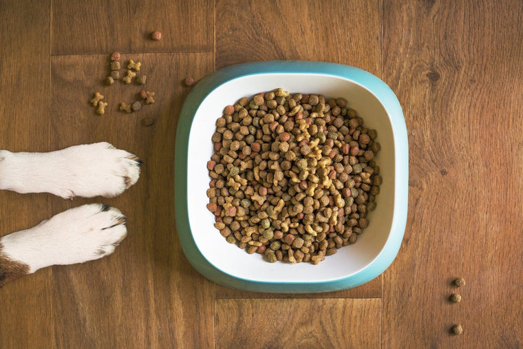 Santé : Chiens, les allergies alimentaires