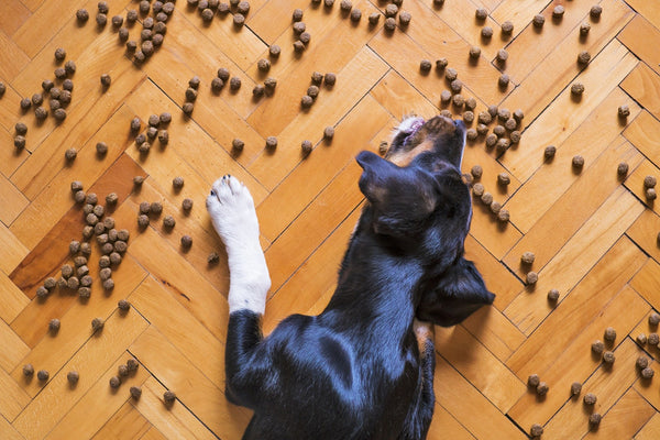 Alimentation : trouble alimentaire du chien