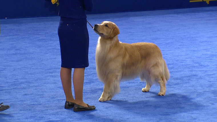 PROTOCOLE D'ENTRETIEN : GOLDEN RETRIEVER