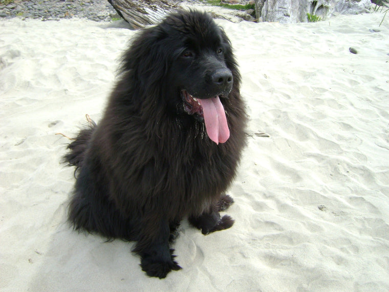 Chiens : Terre-Neuve