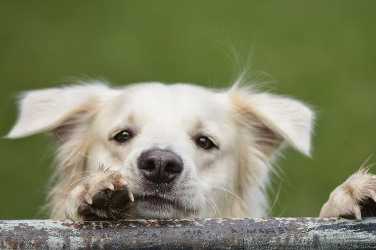 Santé : maladies et infections urinaires chez le chien