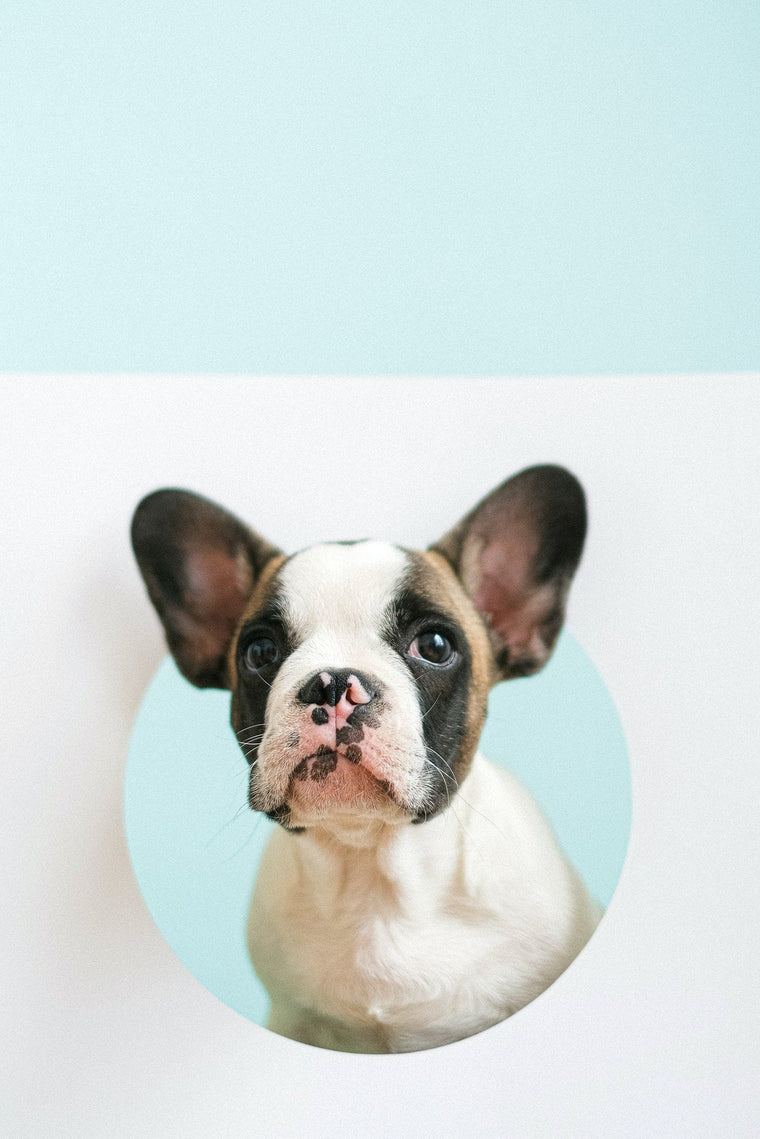 Chiens : Bouledogue Français