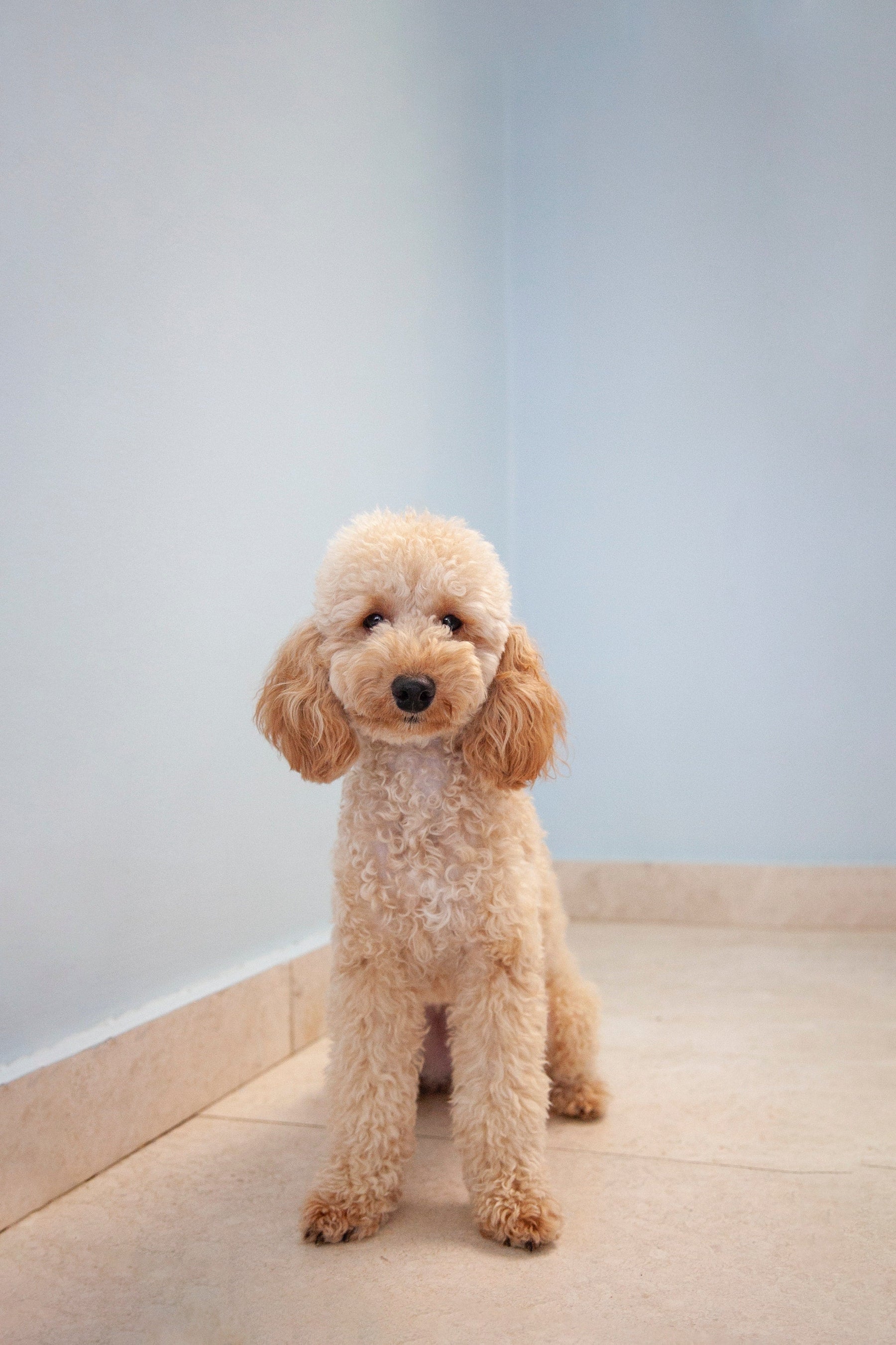 Chiens : Caniche