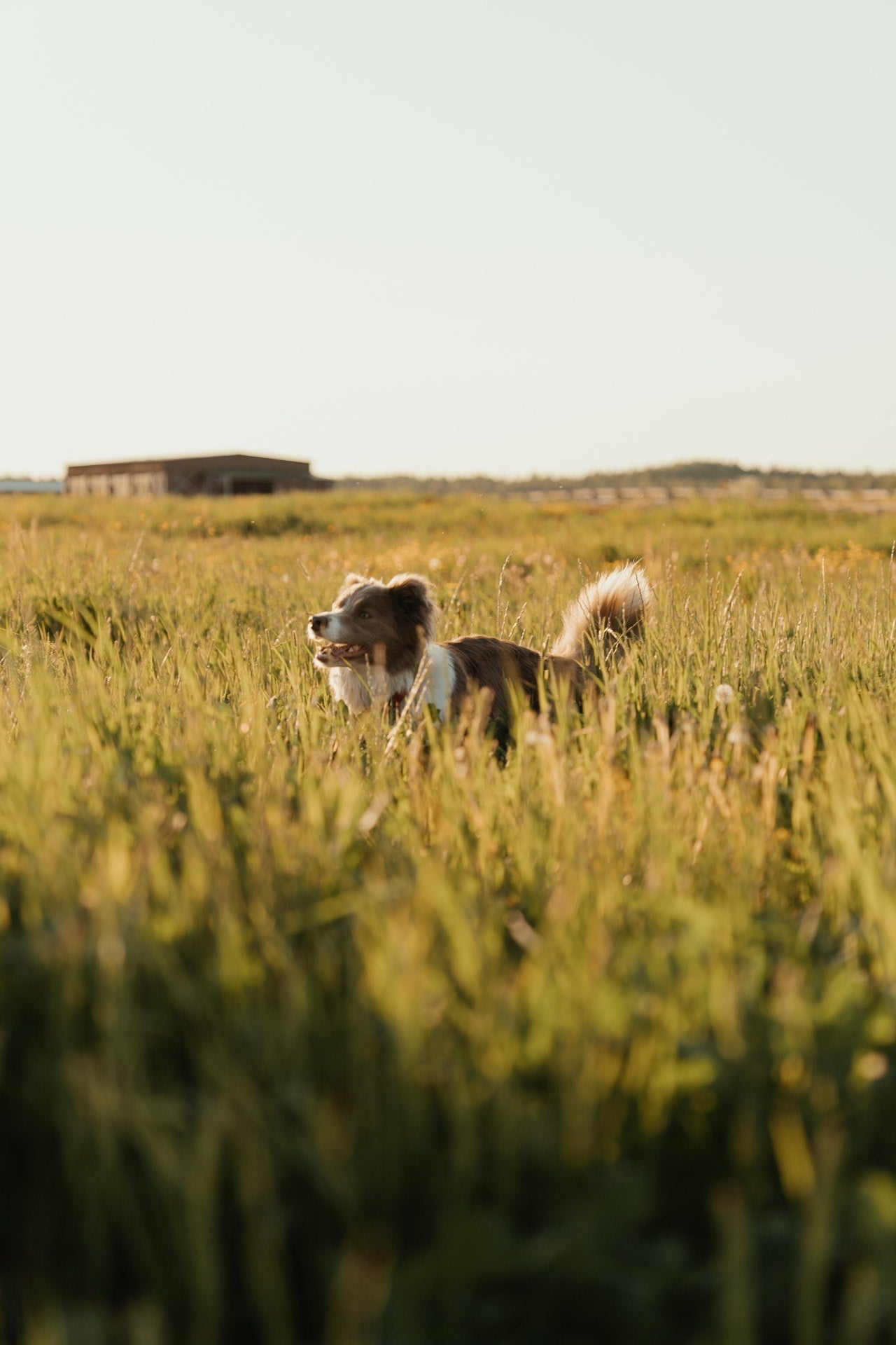 Chiens : Berger des Shetland
