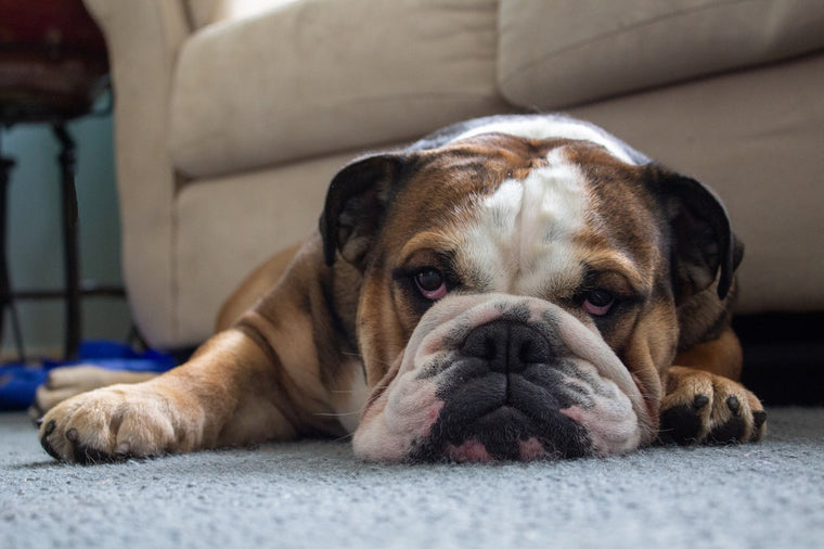 Chiens : Bulldog Anglais