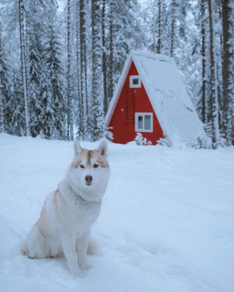 Chiens : Husky