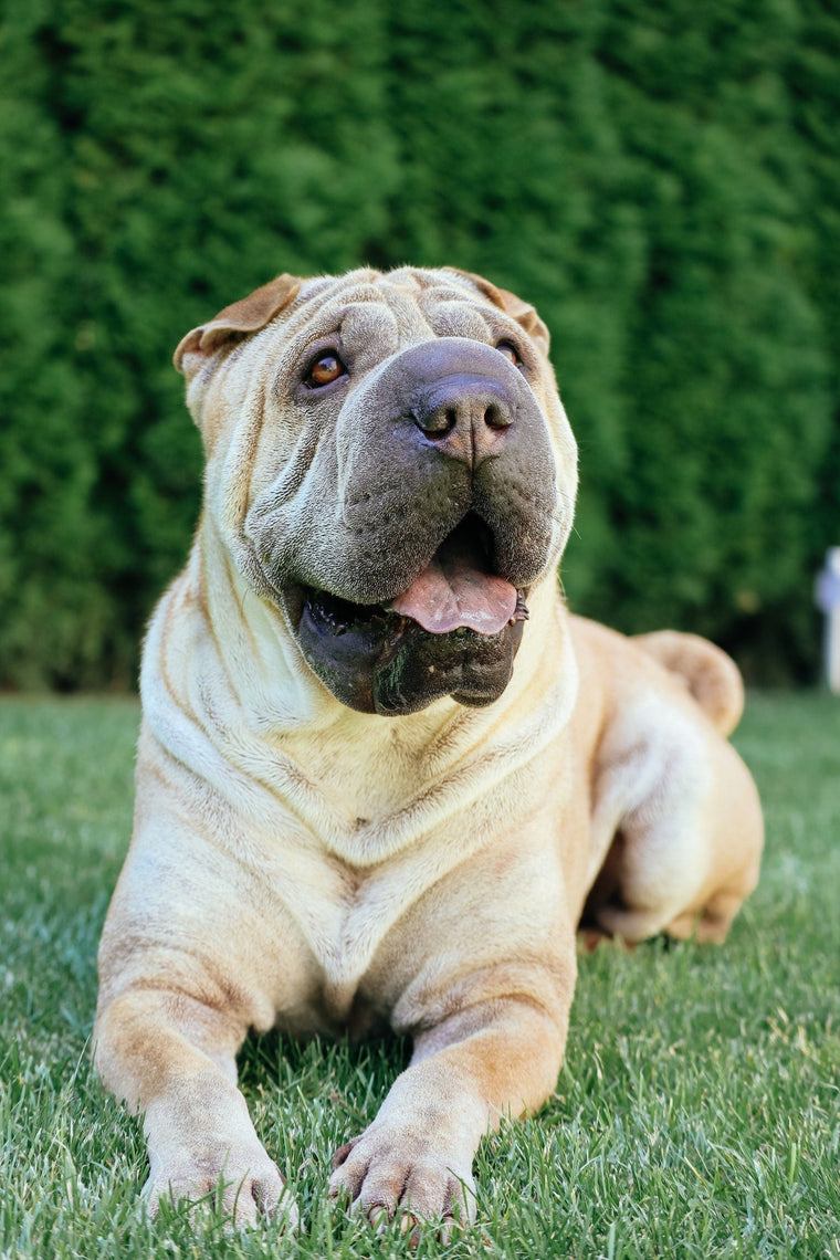 Chiens : Shar Pei
