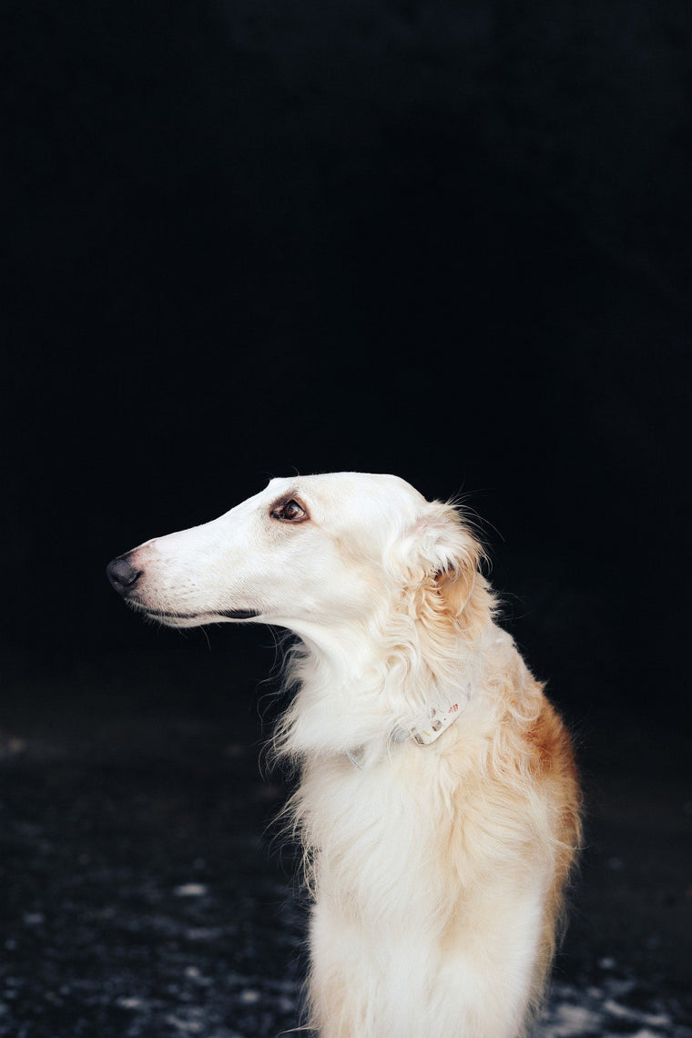 Chiens : Barzoï