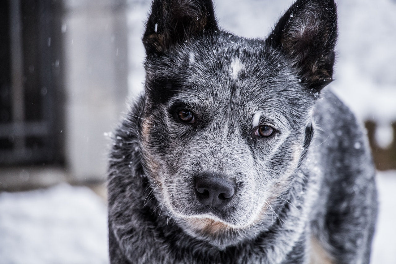 Santé : LE VIEILLISSEMENT ET SES CONSÉQUENCES CHEZ LE CHIEN