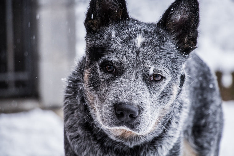 Santé : LE VIEILLISSEMENT ET SES CONSÉQUENCES CHEZ LE CHIEN