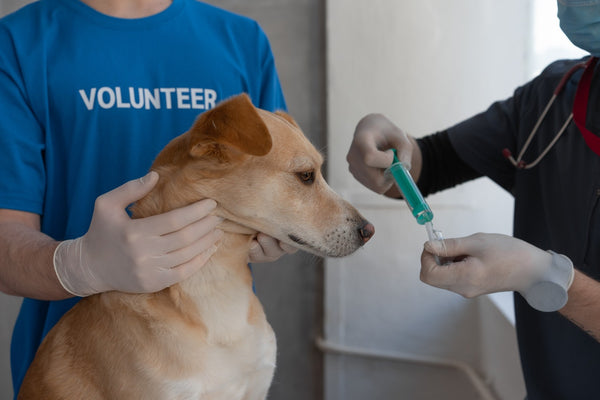 Santé : Vaccinologie du chien