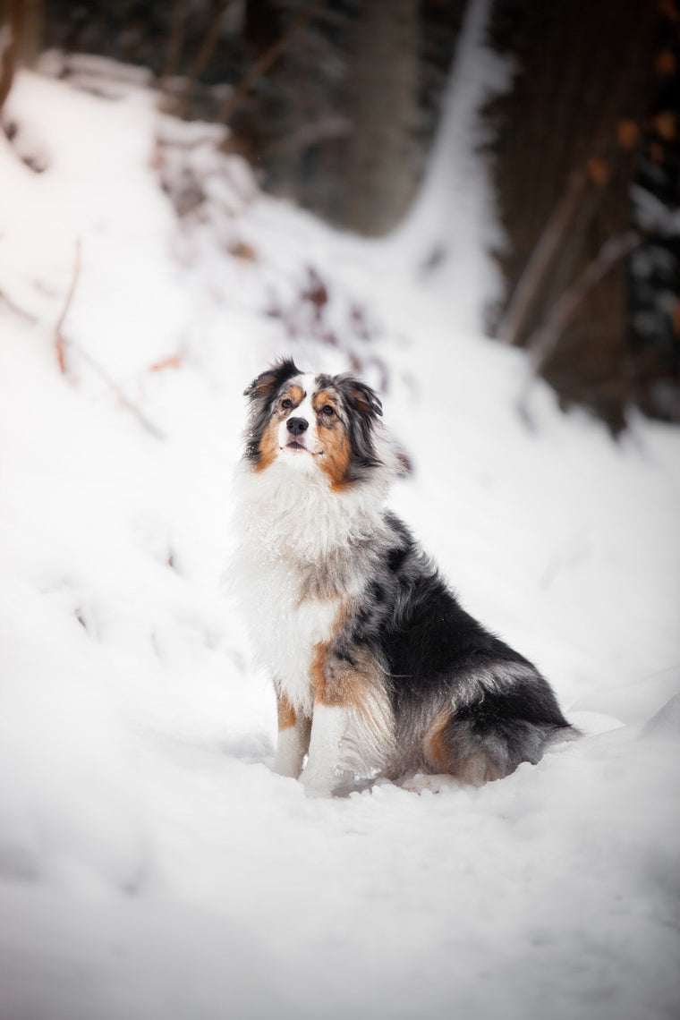 Chiens : Berger Australien