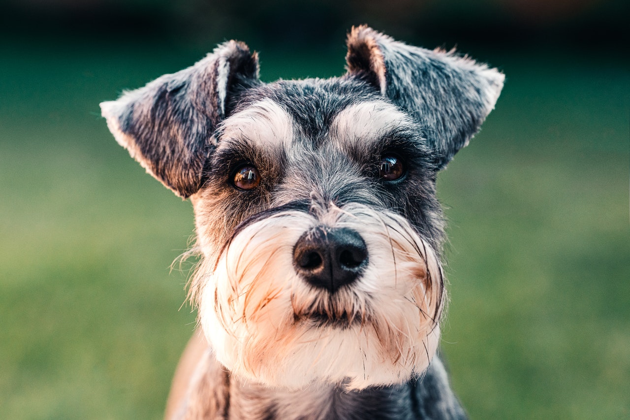 Chiens : Les Schnauzers
