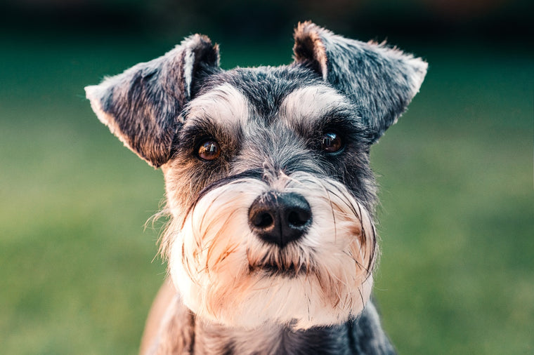 Chiens : Les Schnauzers