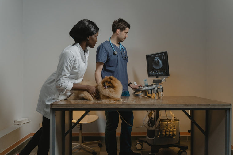 Santé : Tumeurs et cancers chez le chien