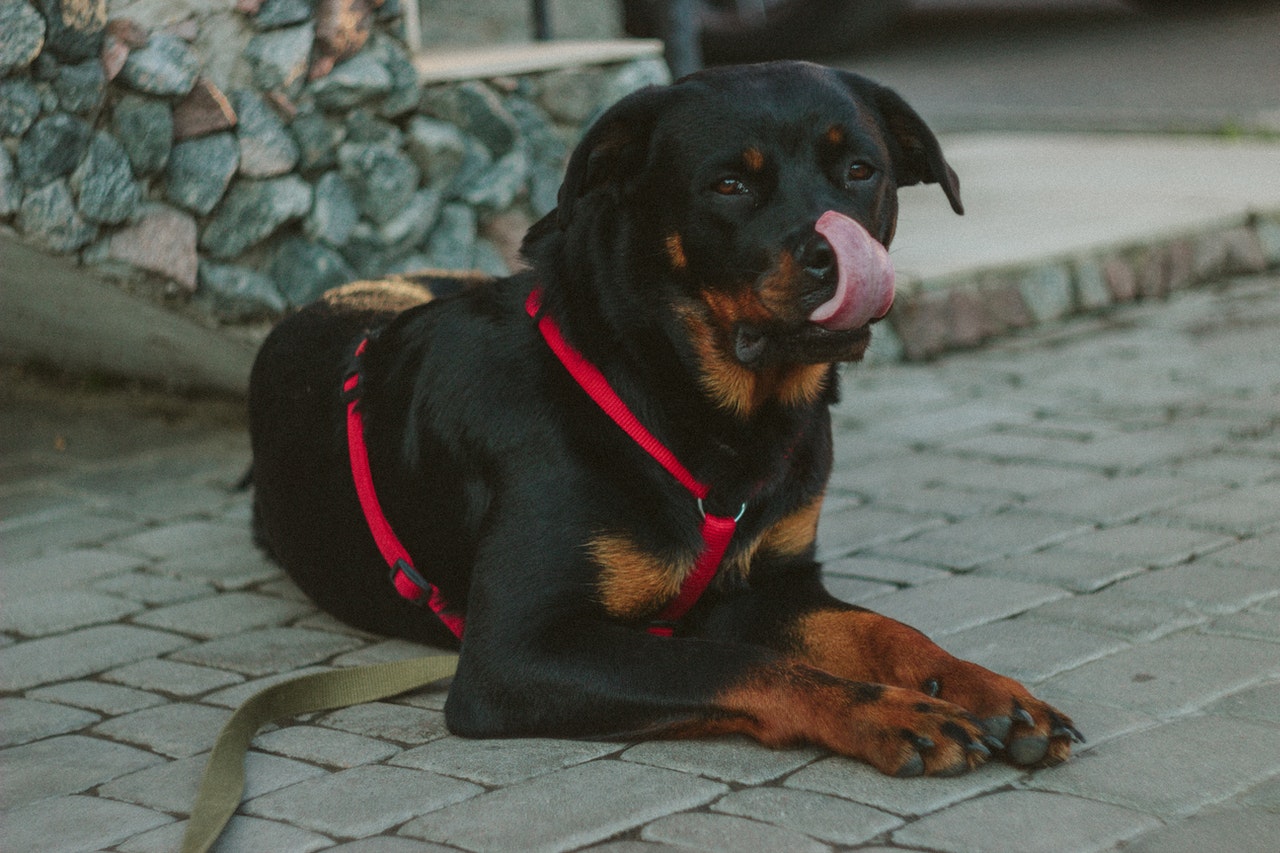 Chiens : Rottweiler