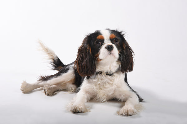 Chiens : Cavalier King Charles