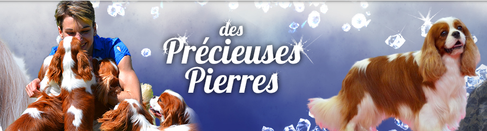 L'Elevage Des Précieuses Pierres a sélectionné pour vous ce qu'il y a de meilleur sur PetDesign - PetDesign.fr