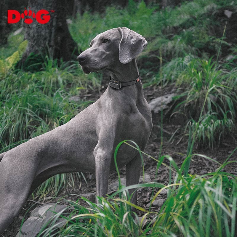 Collier de dressage DogTrace d-control EDGE ONE 250 et 450 photo 4