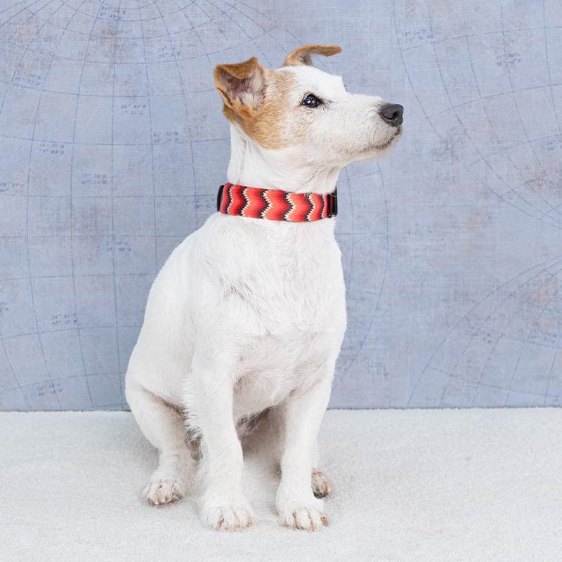 Collier nylon Ibáñez Fantasy Snake et My Dog pour chien photo 2