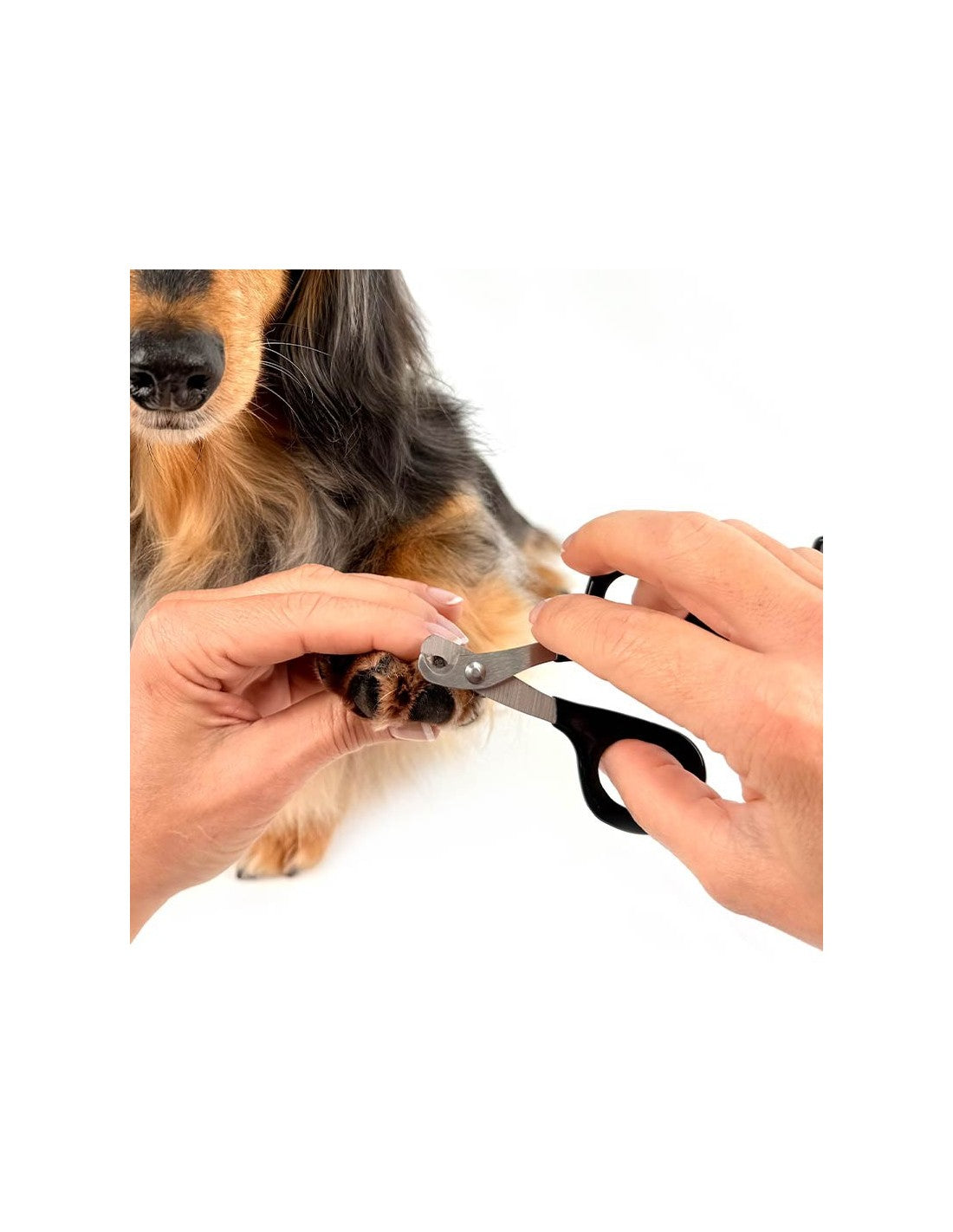 Coupe Ongles (plusieurs tailles) – photo 19