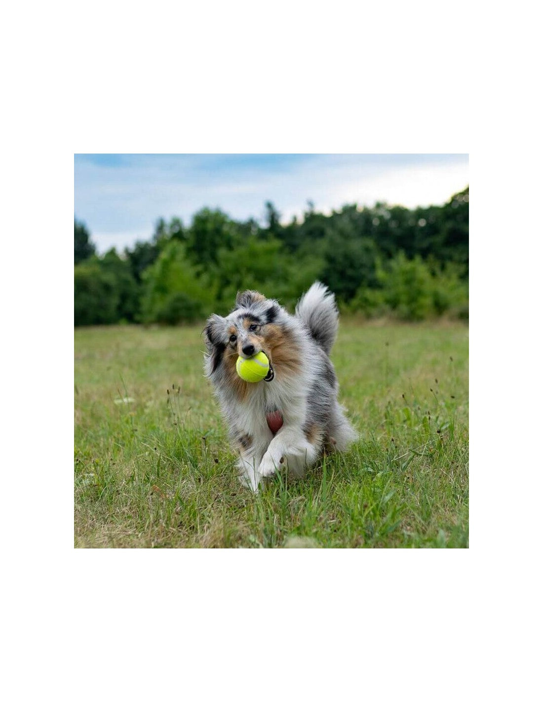 Distributeur de balle DogTrace d-ball mini – renforcement positif – photo 3