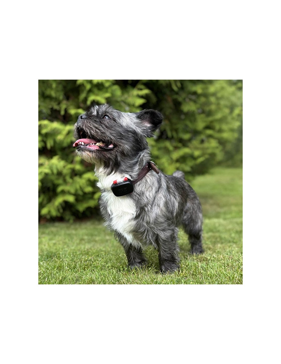 Traceur GPS DogTrace GPS mini – chien et chat – photo 8
