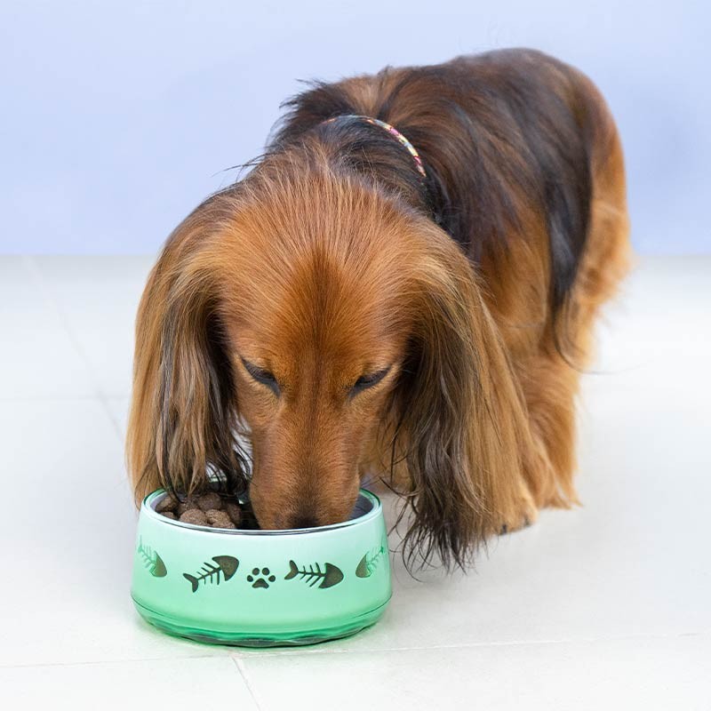Gamelle plastique Ibáñez Pet Paw sans BPA pour chien et chat photo 2