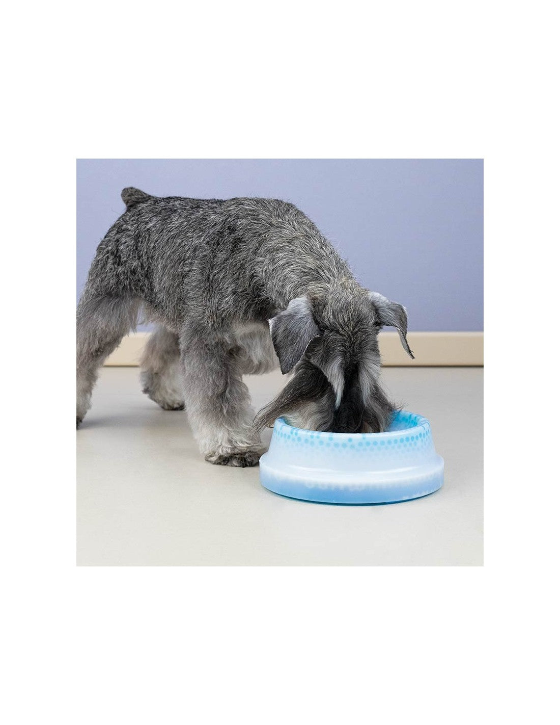 Gamelle Rafraichissante pour Chien - Maintient l'eau fraiche – photo 4