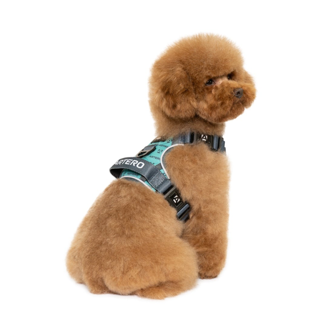 Harnais Artero turquoise : harnais porté par un caniche toy abricot