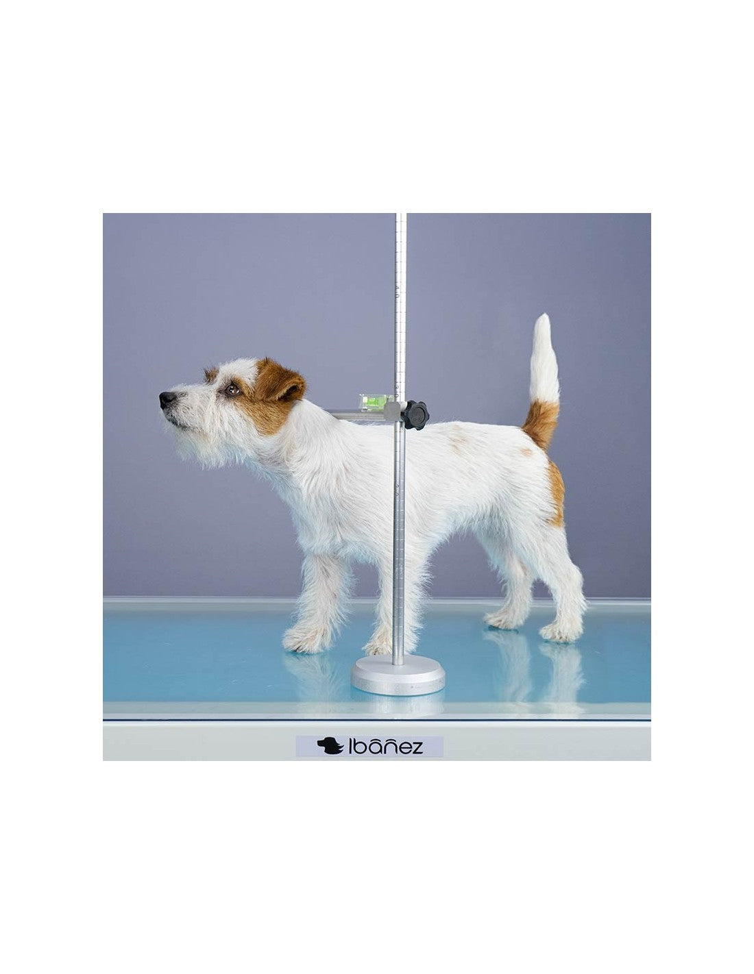 Toise professionnelle chien 🔥 pour mesure taille garrot - démontable et ajustable