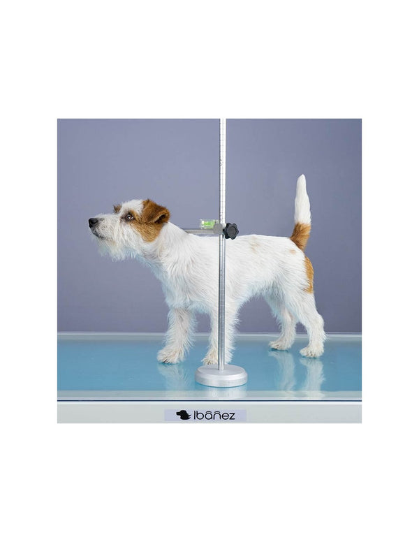 Toise professionnelle chien 🔥 pour mesure taille garrot - démontable et ajustable