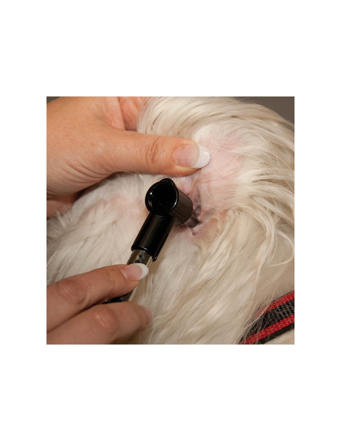 Mini Otoscope ou Penlight – photo 5