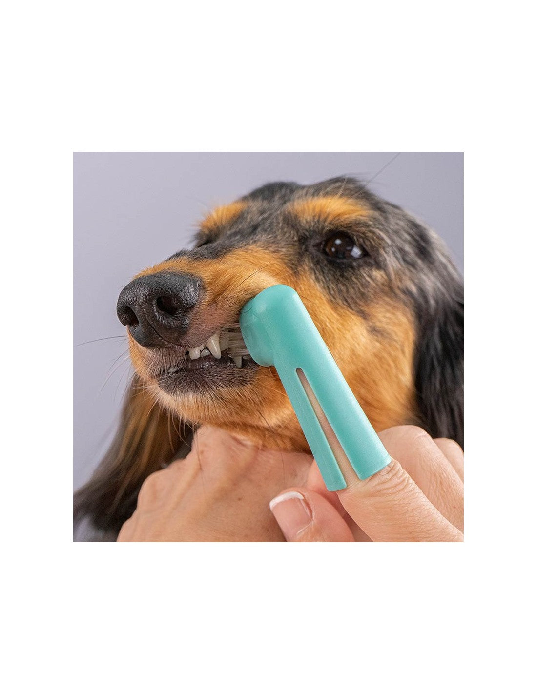 Packs de 2 Doigtiers Brosse à dents pour chien - avec embout – photo 2