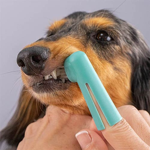 Packs de 2 Doigtiers Brosse à dents pour chien - avec embout