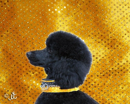 Collier Anti Casse de Poil - Tissu rembourré protecteur - Petdesign.fr Endemik Sas Vie Quotidienne pour chien en France, produit de haute qualité